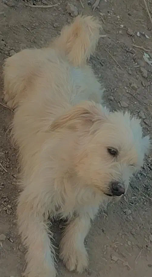 سگ پاکوتا|سگ|مشهد, قائم|دیوار