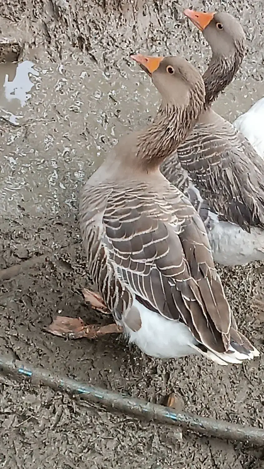 غاز درشت یکساله|حیوانات مزرعه|قائم‌شهر, |دیوار