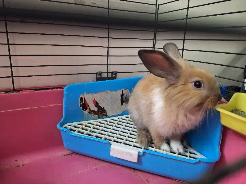 خرگوش|موش و خرگوش|تهران, گلستان (شهرک راه آهن)|دیوار