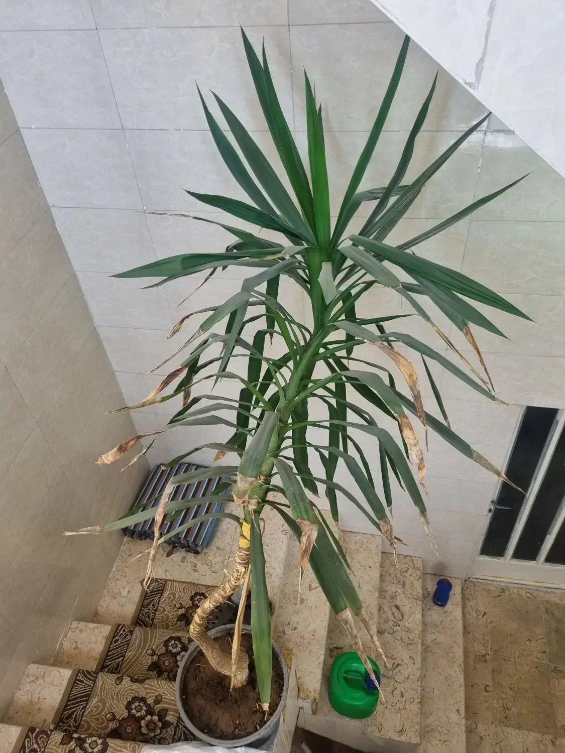 یوکا دومتری|گل و گیاه طبیعی|نجفآباد, باغ نو|دیوار