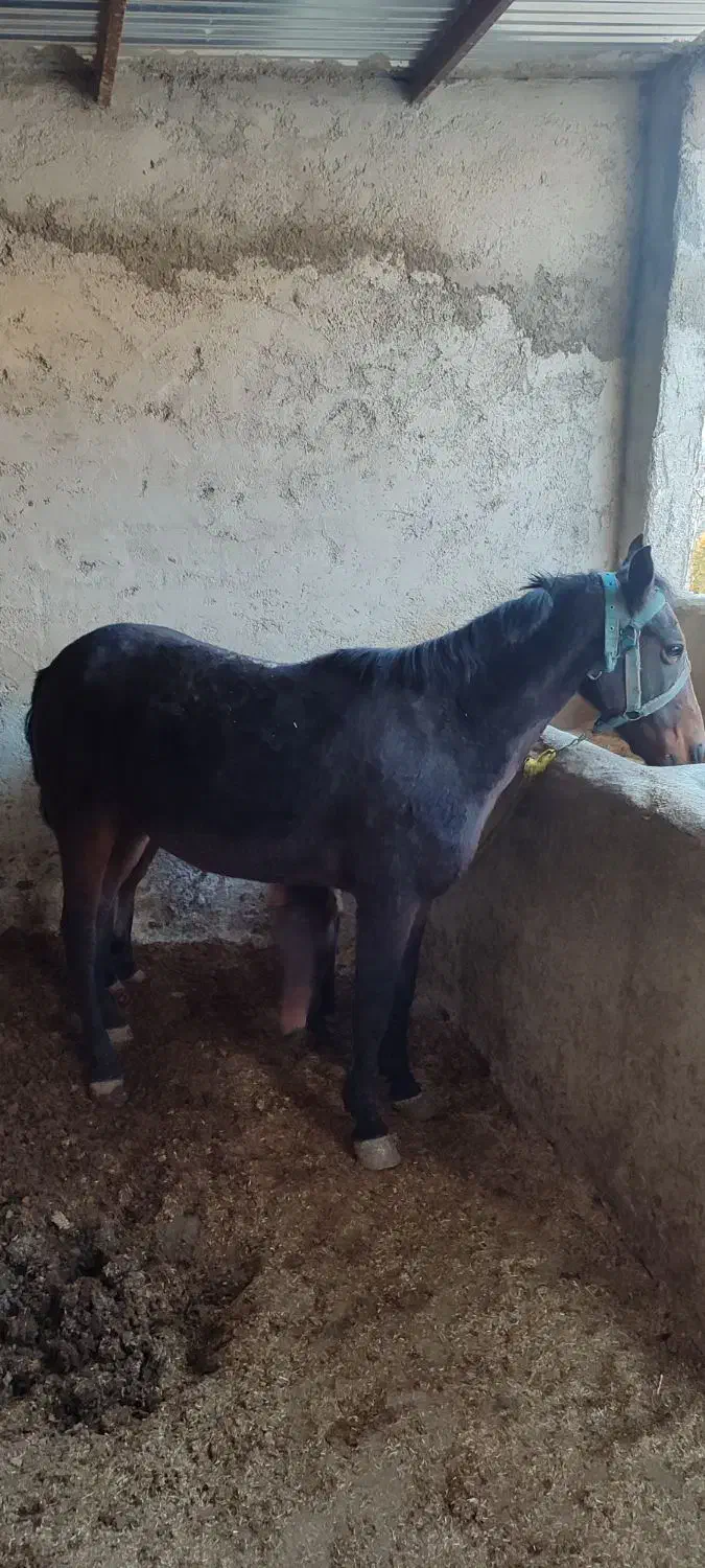 مادیان|اسب و تجهیزات اسب‌سواری|شیروان (خراسان), |دیوار