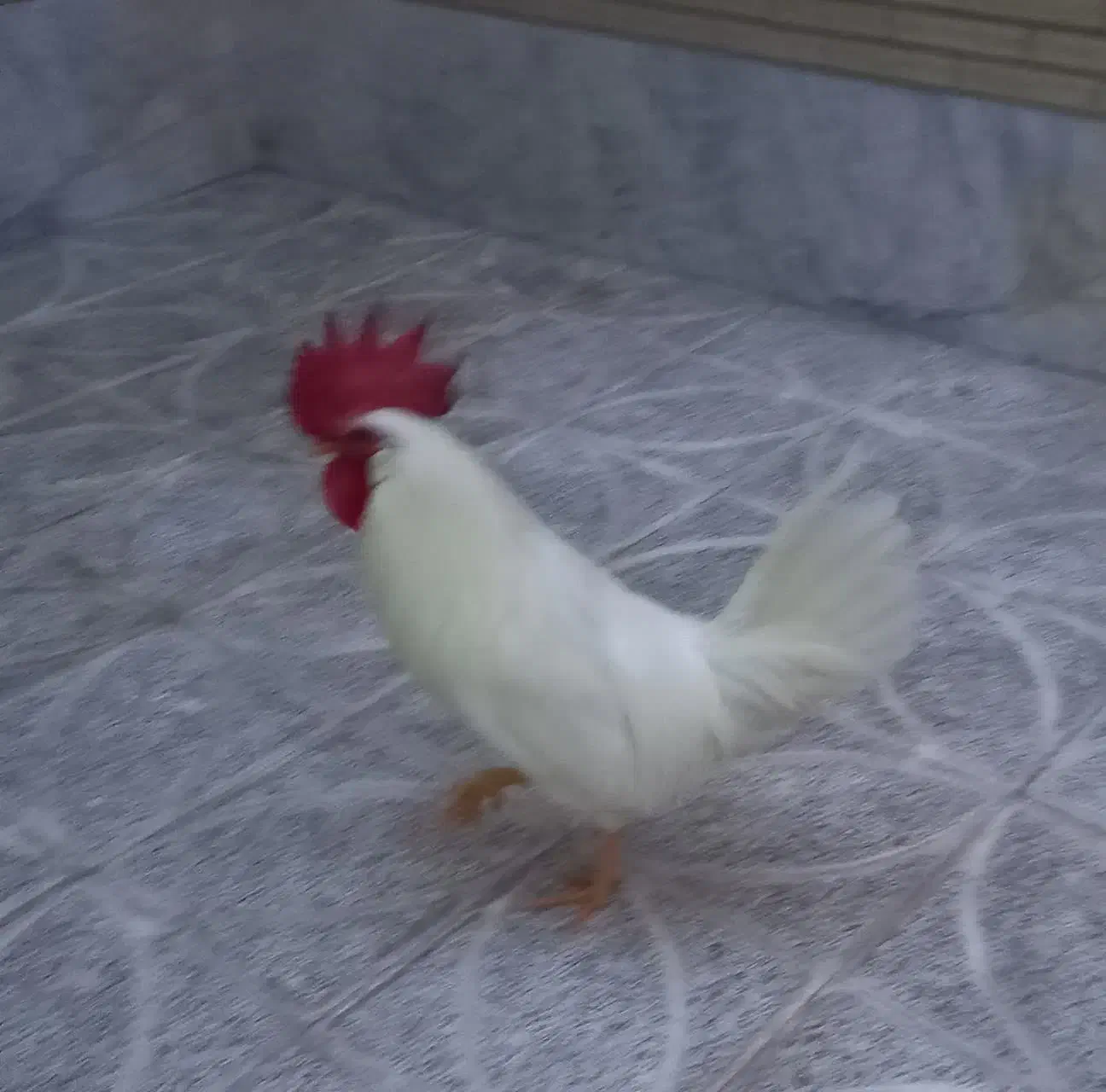 خروس|حیوانات مزرعه|اصفهان, ارداجی|دیوار