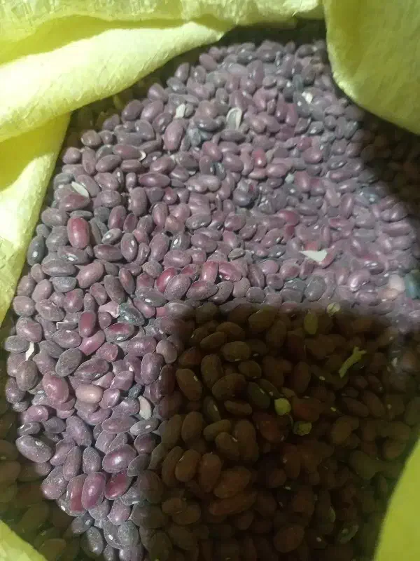 لوبیا سفید و قرمز|خوردنی و آشامیدنی|نوبران, |دیوار