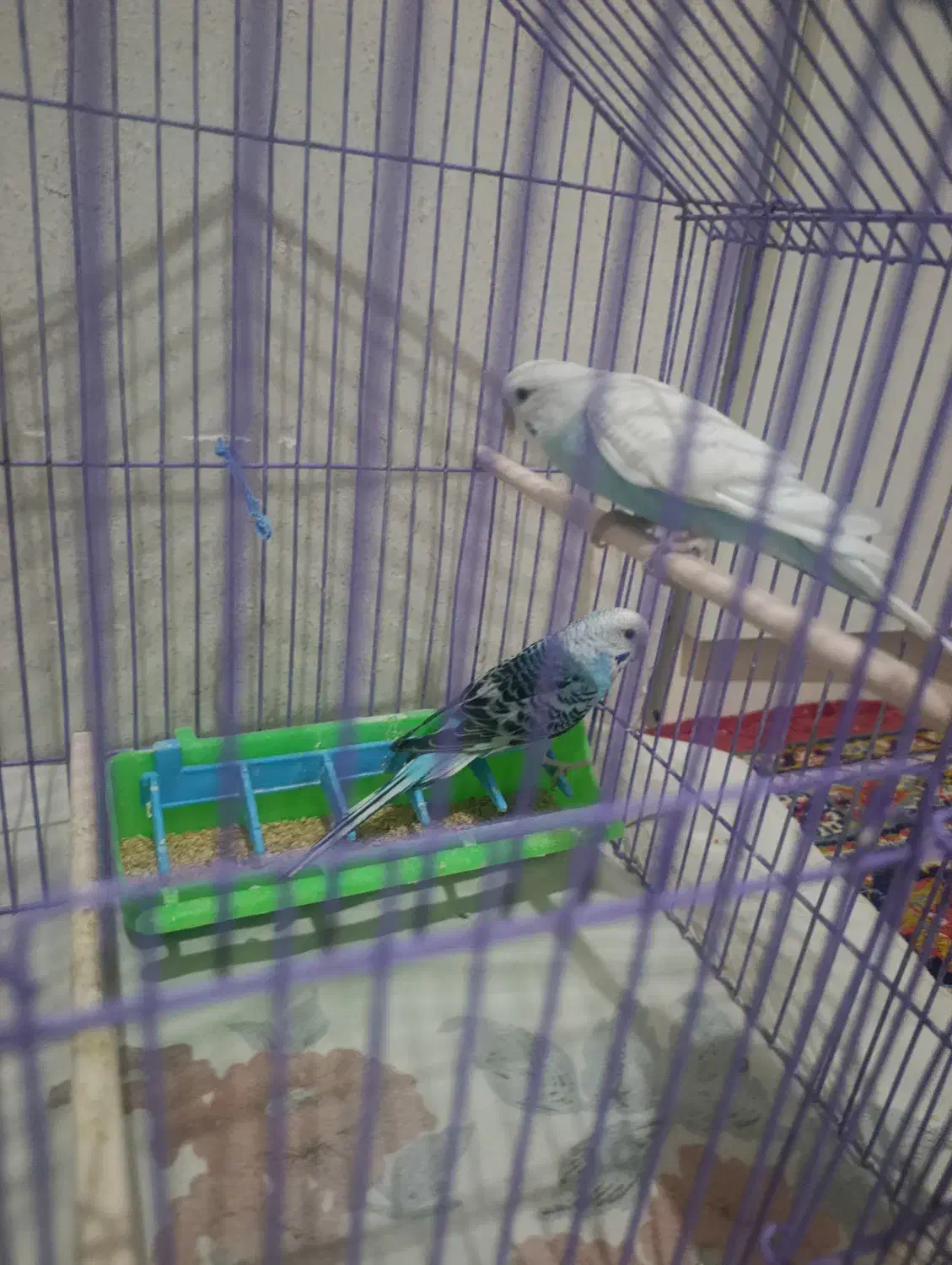 مرغ عشق|پرنده|اردبیل, |دیوار