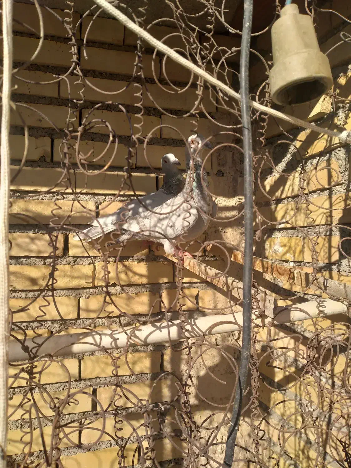 کبوتر|پرنده|مشهد, باغ فراگرد|دیوار