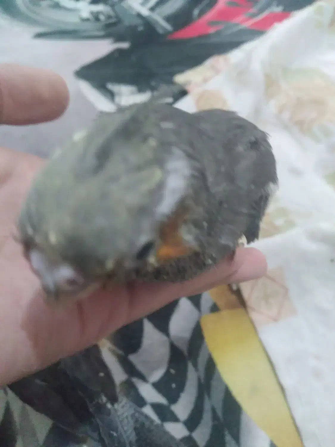 جوجه   عروس   هلندی  سرلایک|پرنده|کرج, حیدرآباد|دیوار