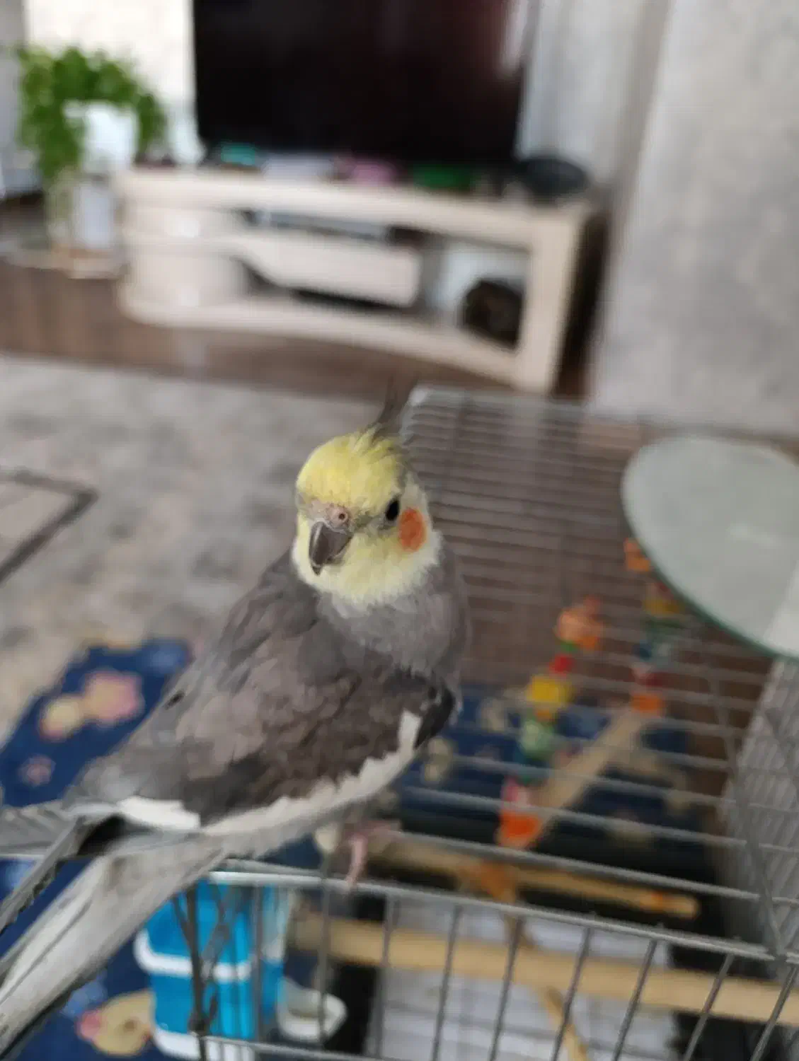 عروس هلندی|پرنده|تهران, هفده شهریور|دیوار