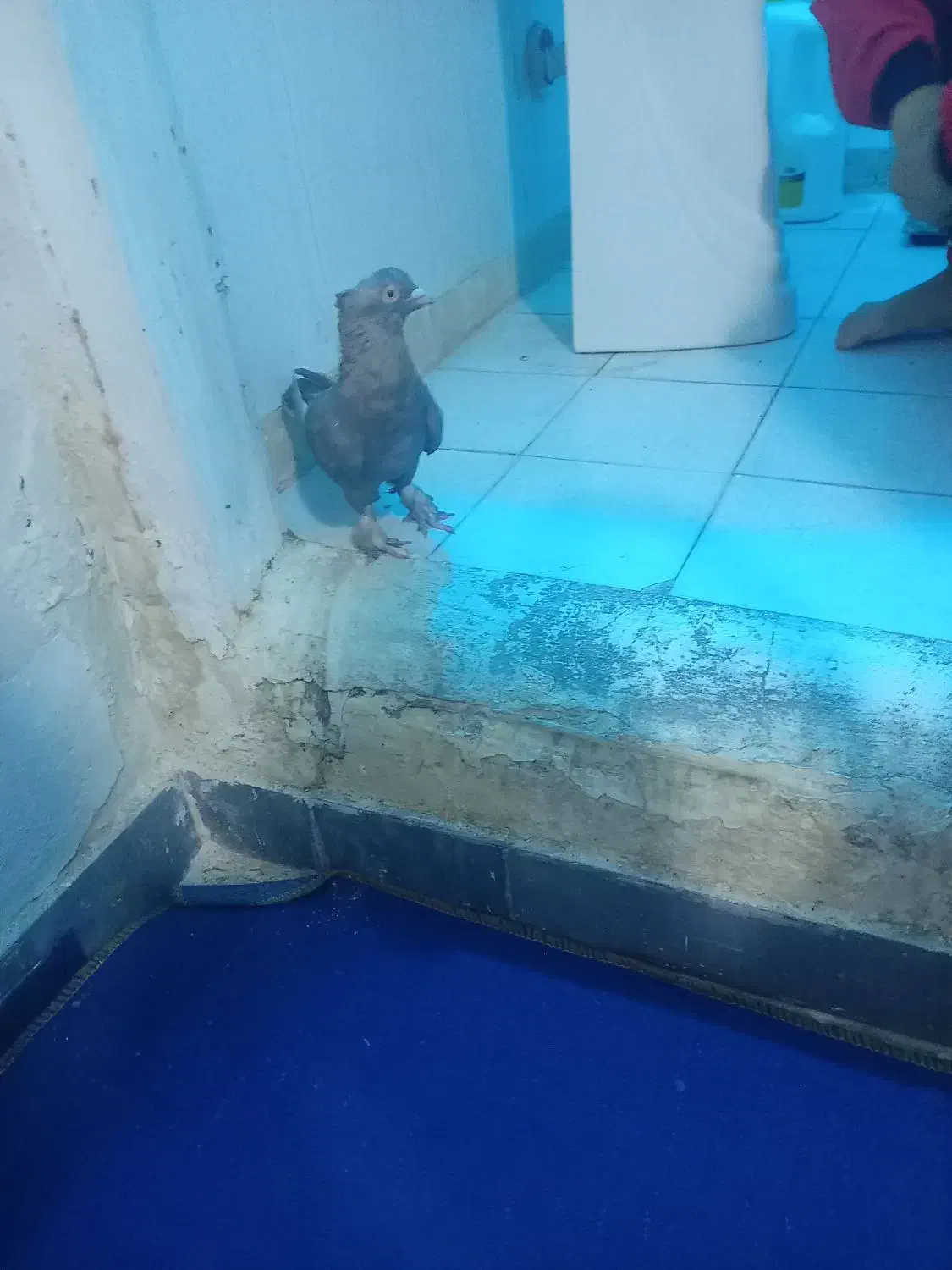 کبوتر|پرنده|شیراز, ده پیاله|دیوار