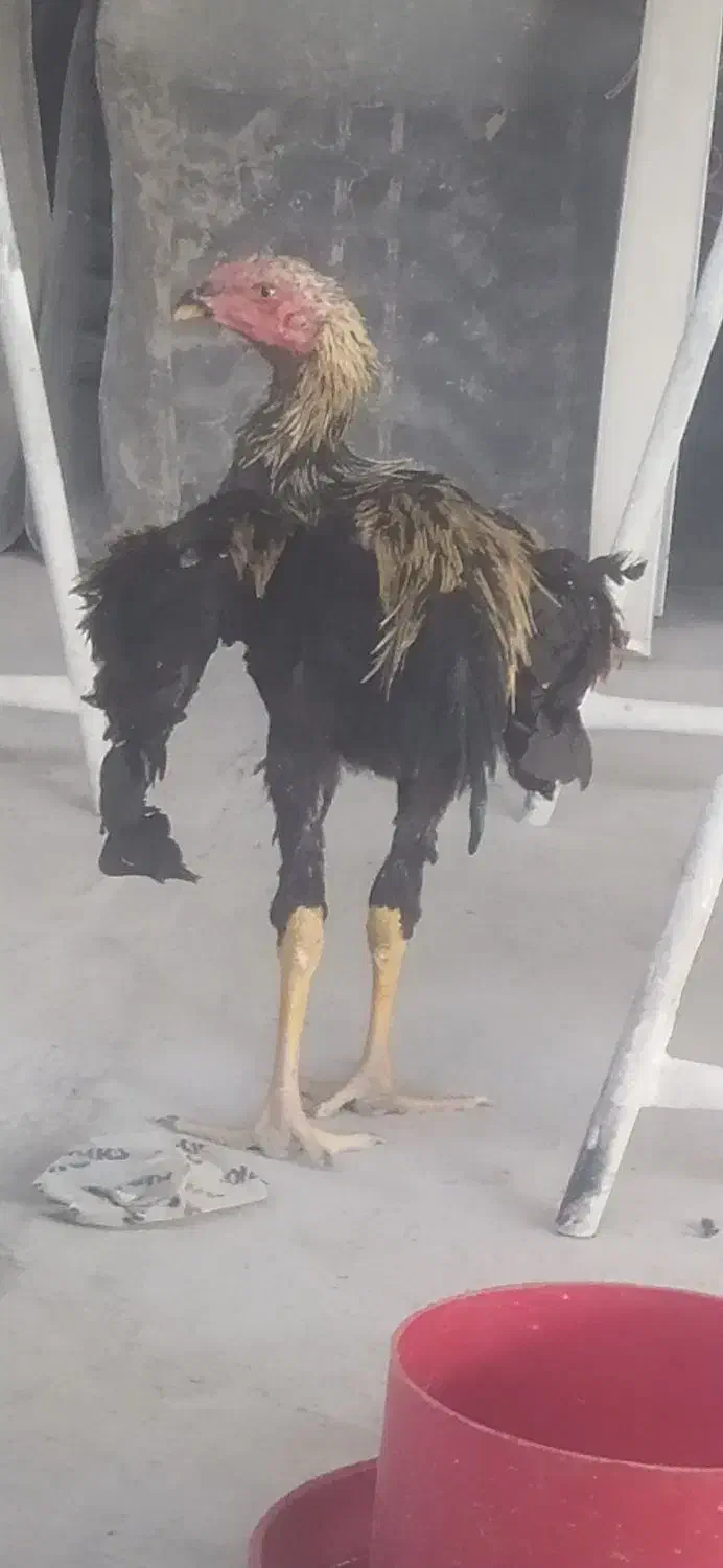 خروس لاری صابونی اصل افغان 5ماهه|حیوانات مزرعه|قم, پردیسان|دیوار