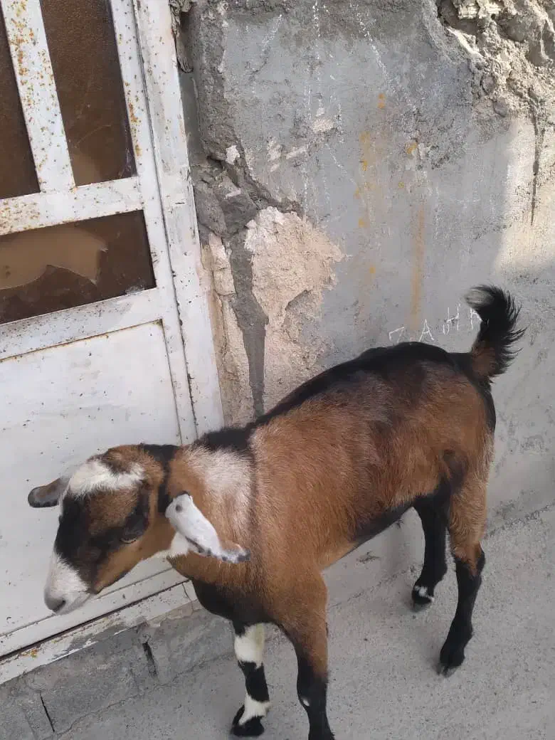 تخت|حیوانات مزرعه|تخت, |دیوار