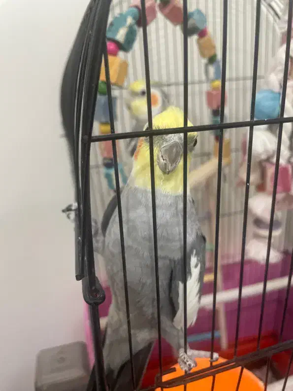 عروس هلندی سخنگو|پرنده|پردیس, فاز ۸|دیوار