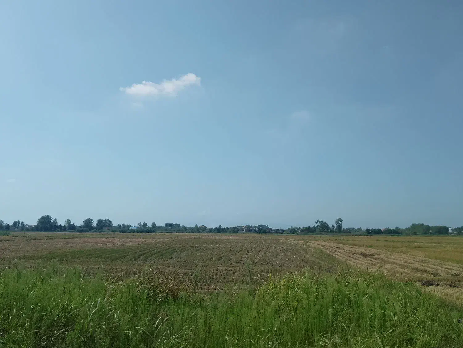 زمین کشاورزی برنج کاری ۳۰۰۰ متر در روستای  دستک|فروش زمین و ملک کلنگی|کیاشهر, |دیوار