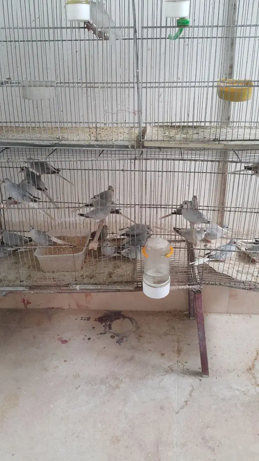 بنگالی نرگسی الماسی مرغ عشق عروس هلندی|پرنده|بجنورد, |دیوار