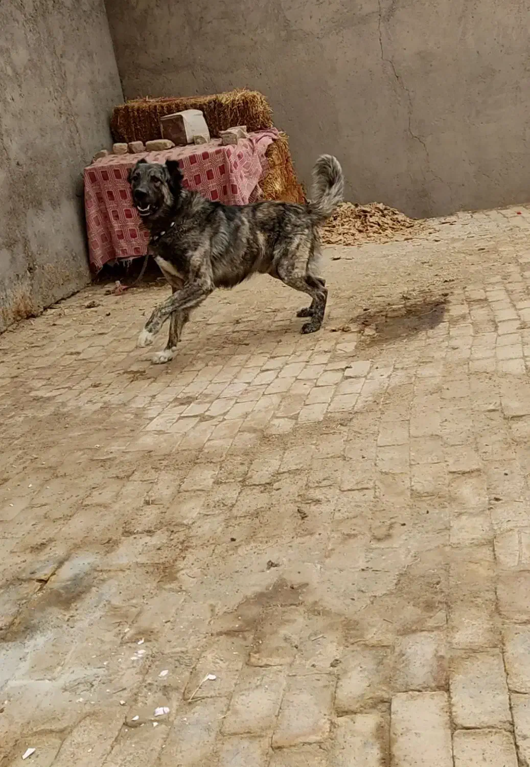 سگ گله ای ونگهبان|سگ|ساوه, |دیوار