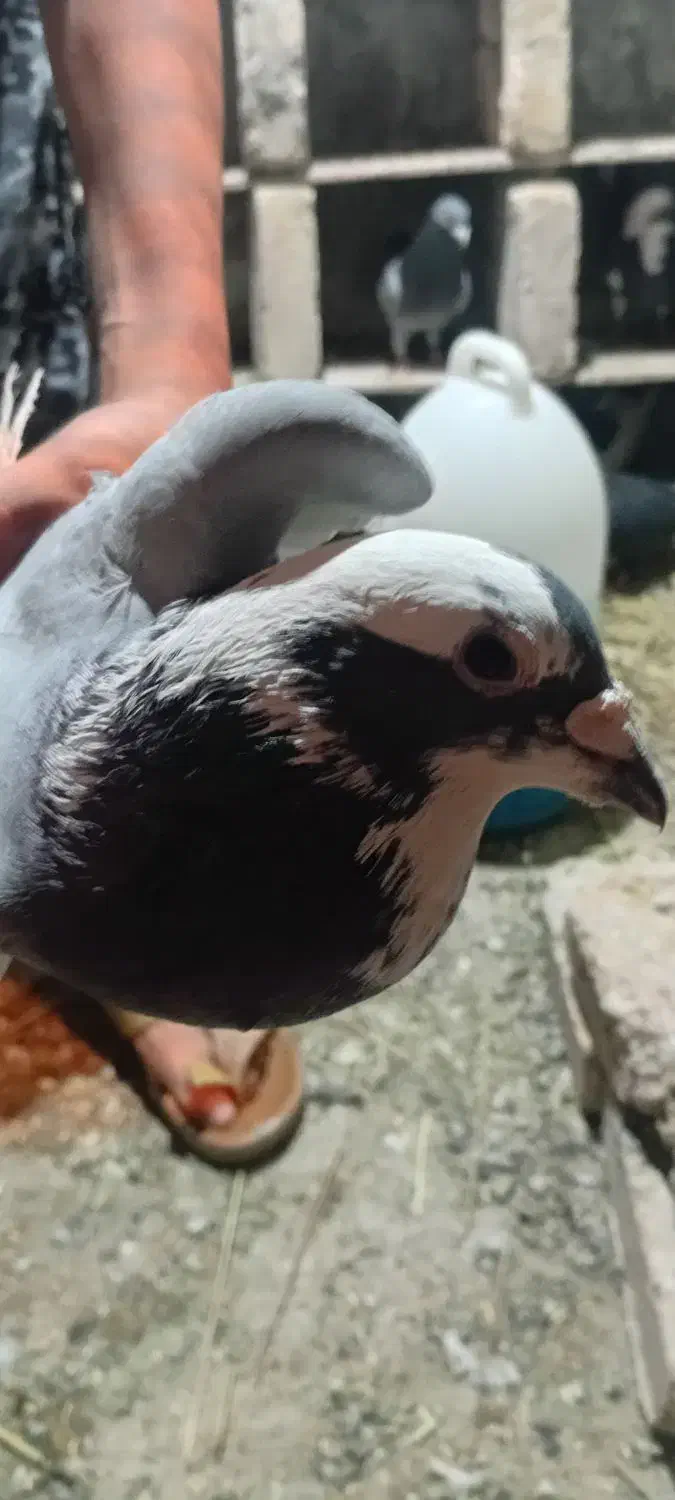 کبوتر|پرنده|ایرانشهر, |دیوار