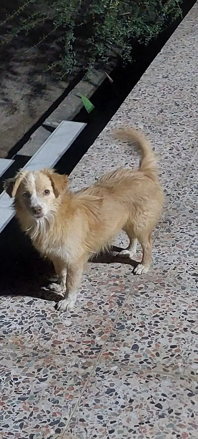 اشپیتز پامر|سگ|بندرعباس, |دیوار