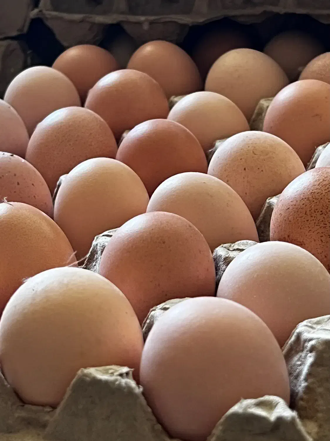 تخم مرغ بومی|خوردنی و آشامیدنی|فرخشهر, |دیوار