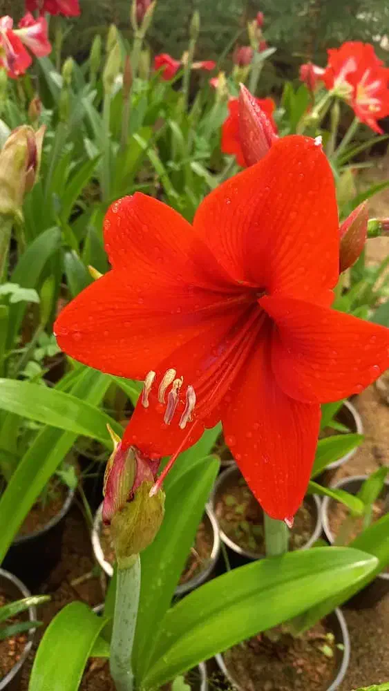 اماریلیس و پیازهای دیگه|گل و گیاه طبیعی|تهران, تهرانسر مرکزی|دیوار