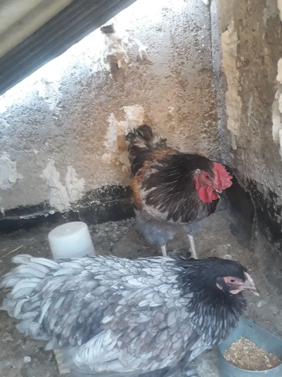 مرغ و خروس ویوندت|حیوانات مزرعه|شیراز, میانرود|دیوار