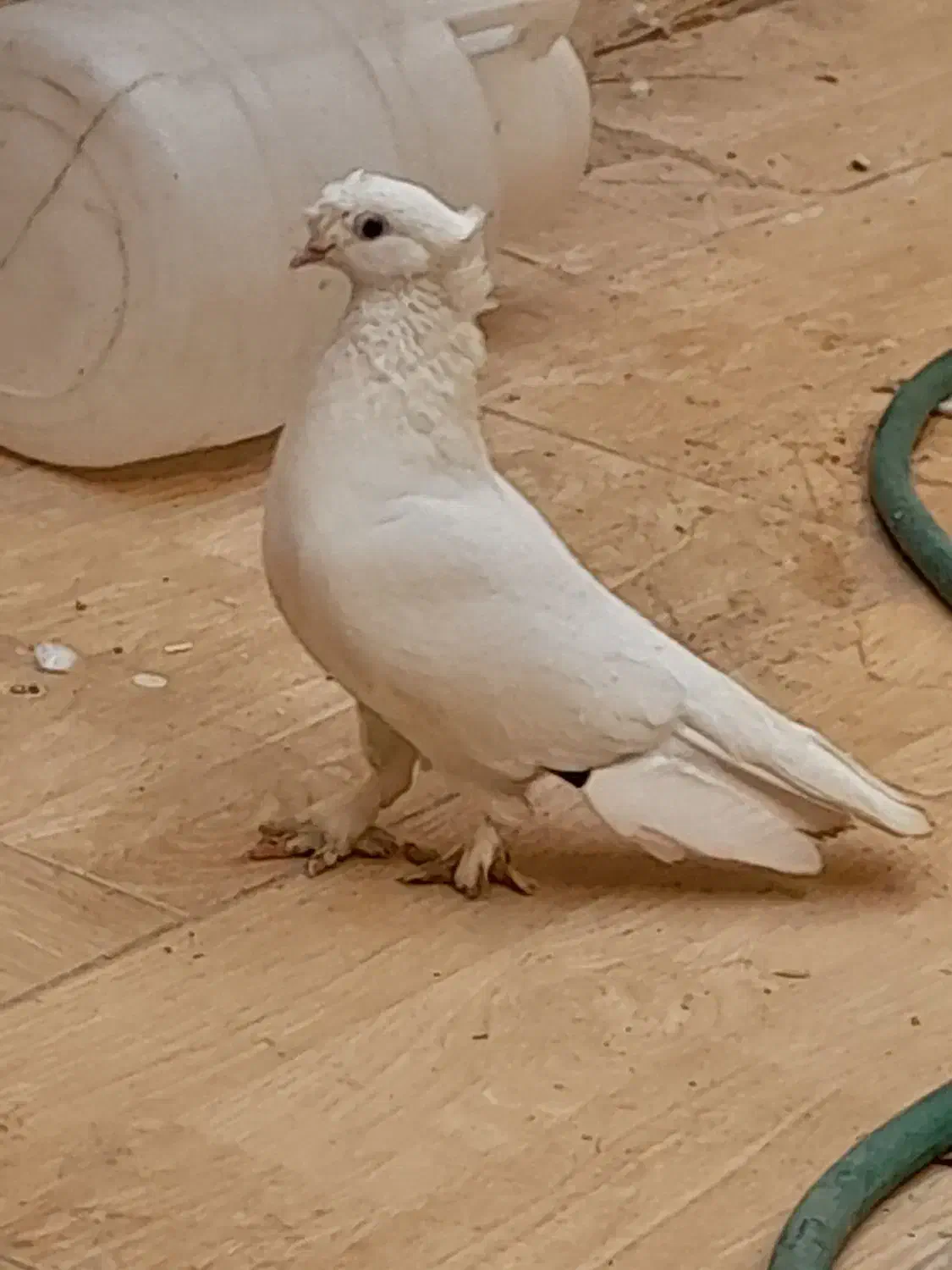 قفس کبوتر فروشی|لوازم جانبی حیوانات|یزد, |دیوار