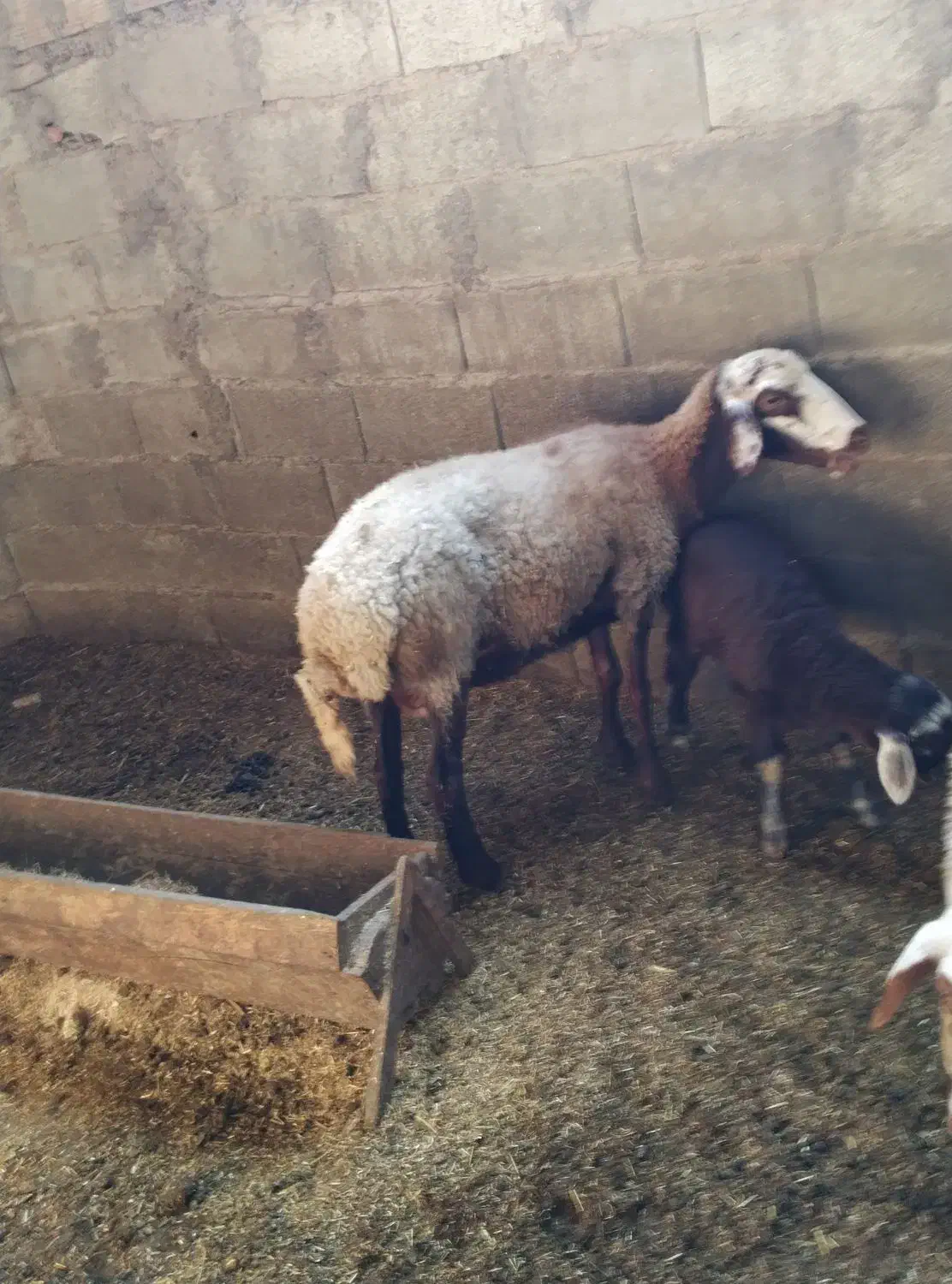 سه عدد گوسفند با دو بره|حیوانات مزرعه|گمیشان, |دیوار