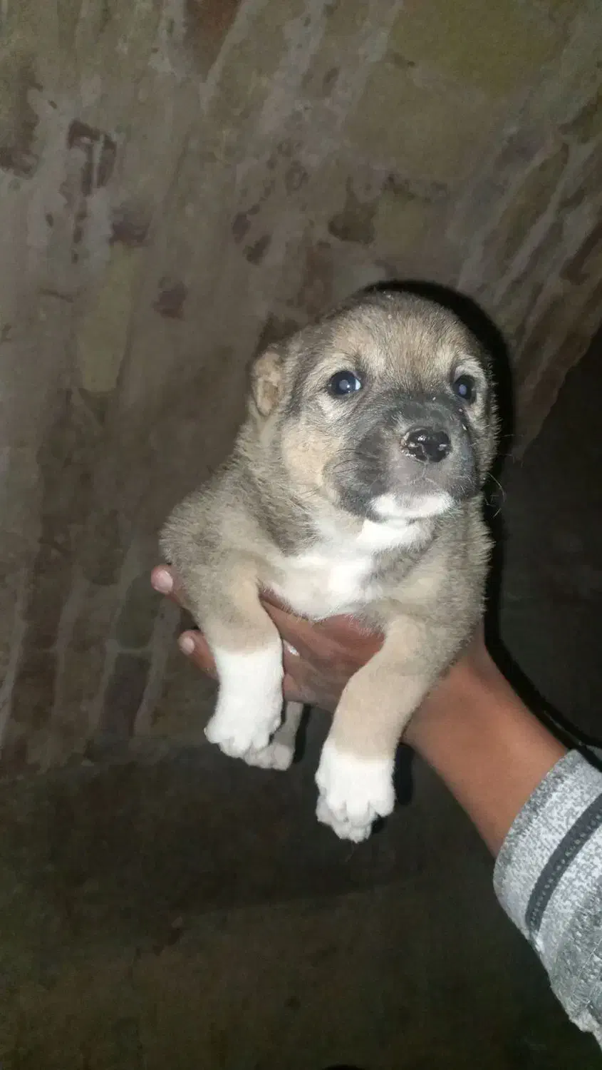 توله نر تربتی معاوضه|سگ|رفسنجان, |دیوار