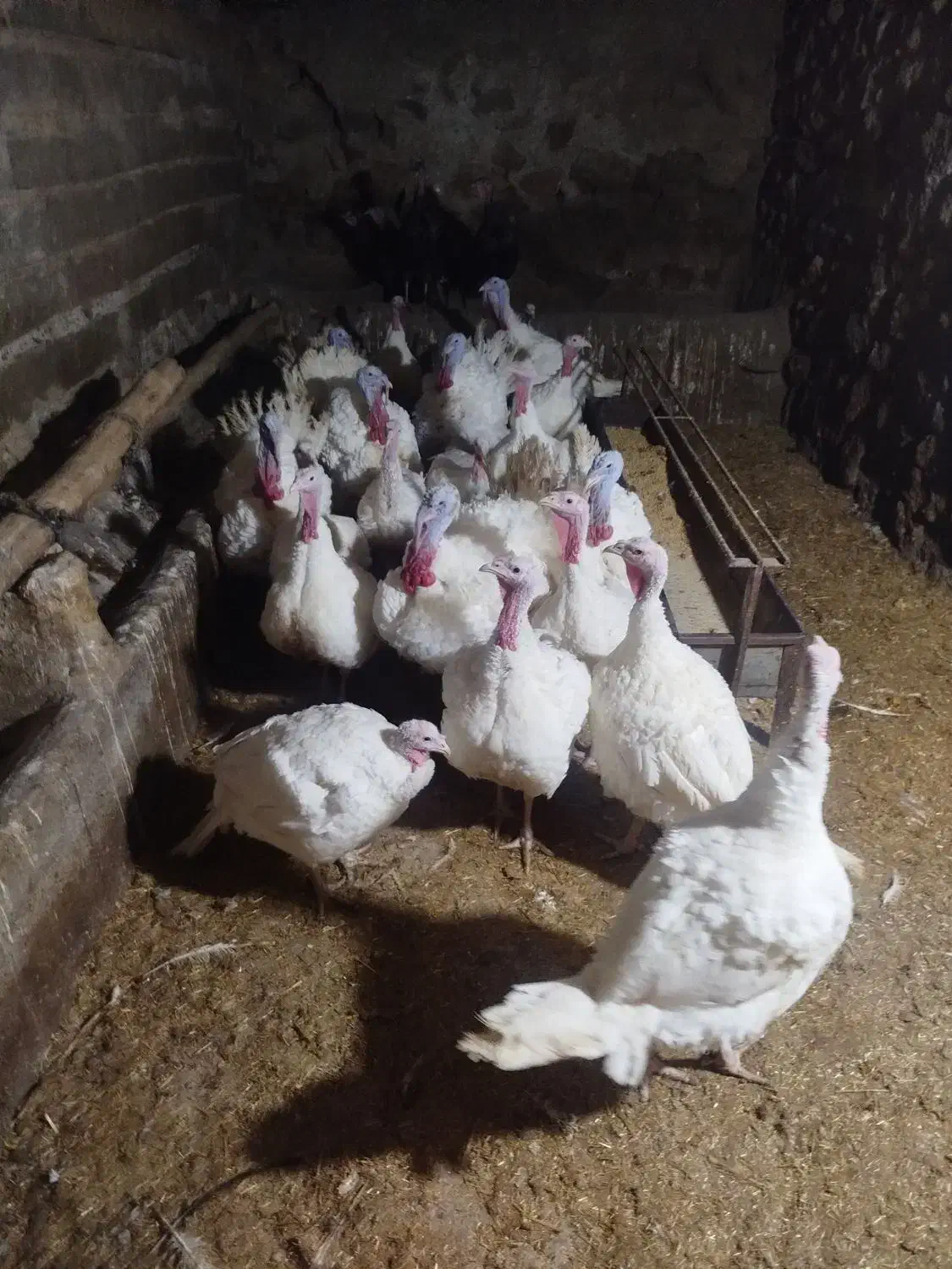 20عدد بوقلمون خانگی نر و ماده|حیوانات مزرعه|صحنه, |دیوار