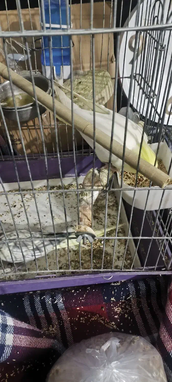 عروس هلندی|پرنده|یزد, |دیوار