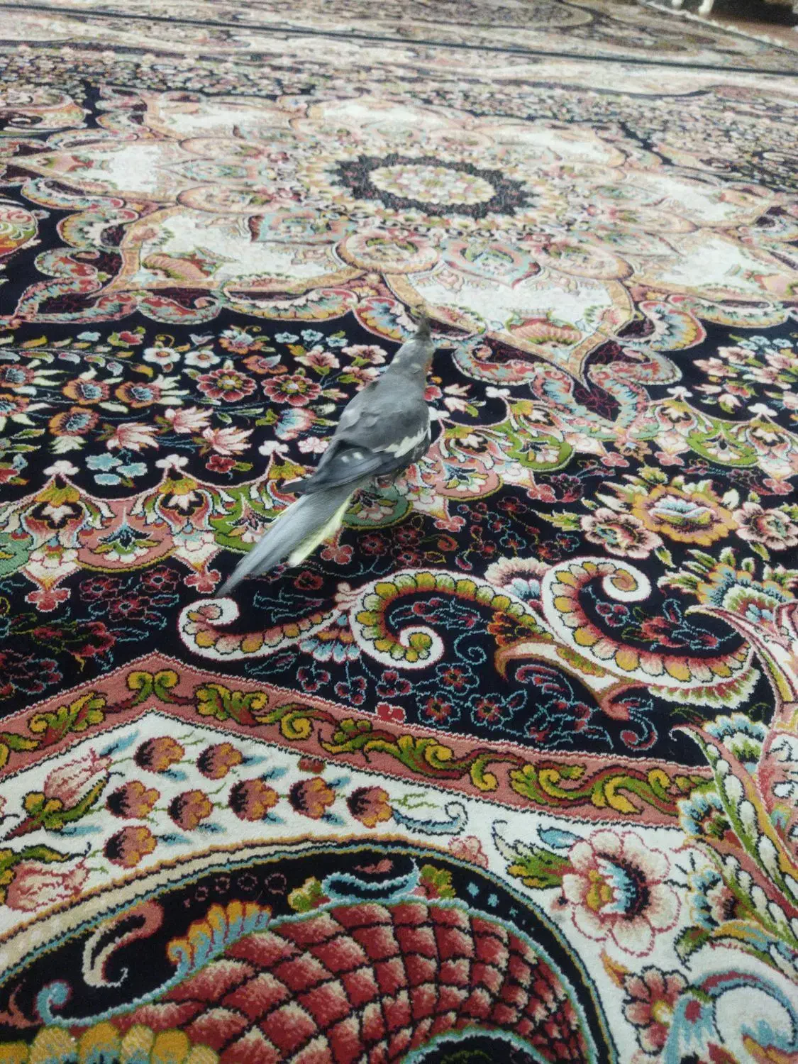 به خاطر جانداشتن در منزل|پرنده|نسیمشهر, |دیوار