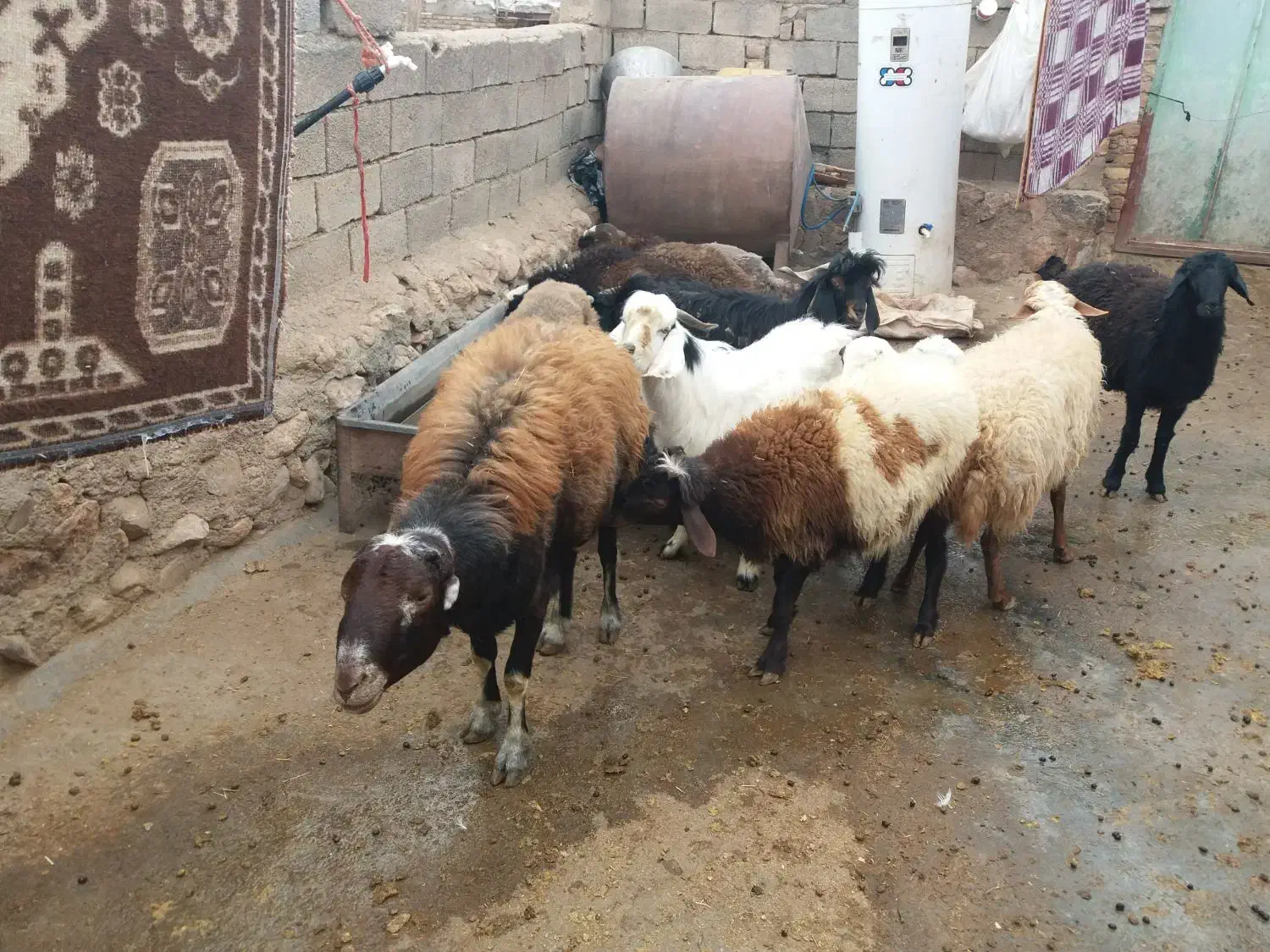 فروشی|حیوانات مزرعه|کنگاور, |دیوار