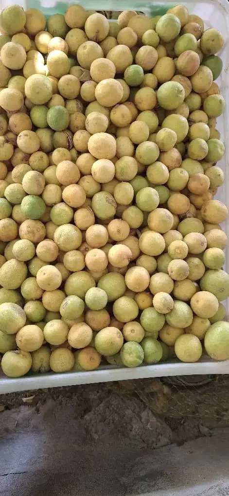 آبلیموی خانگی تکی وعمده|خوردنی و آشامیدنی|خنج, |دیوار