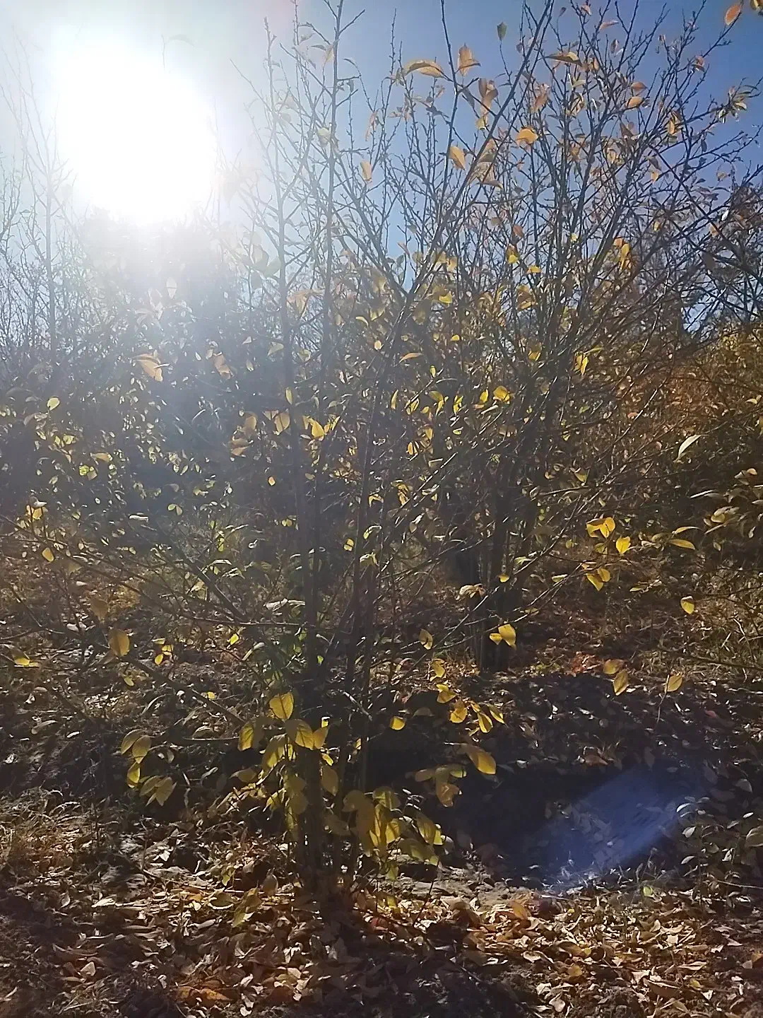 نهال آلو بخارا|گل و گیاه طبیعی|زیرکوه, |دیوار