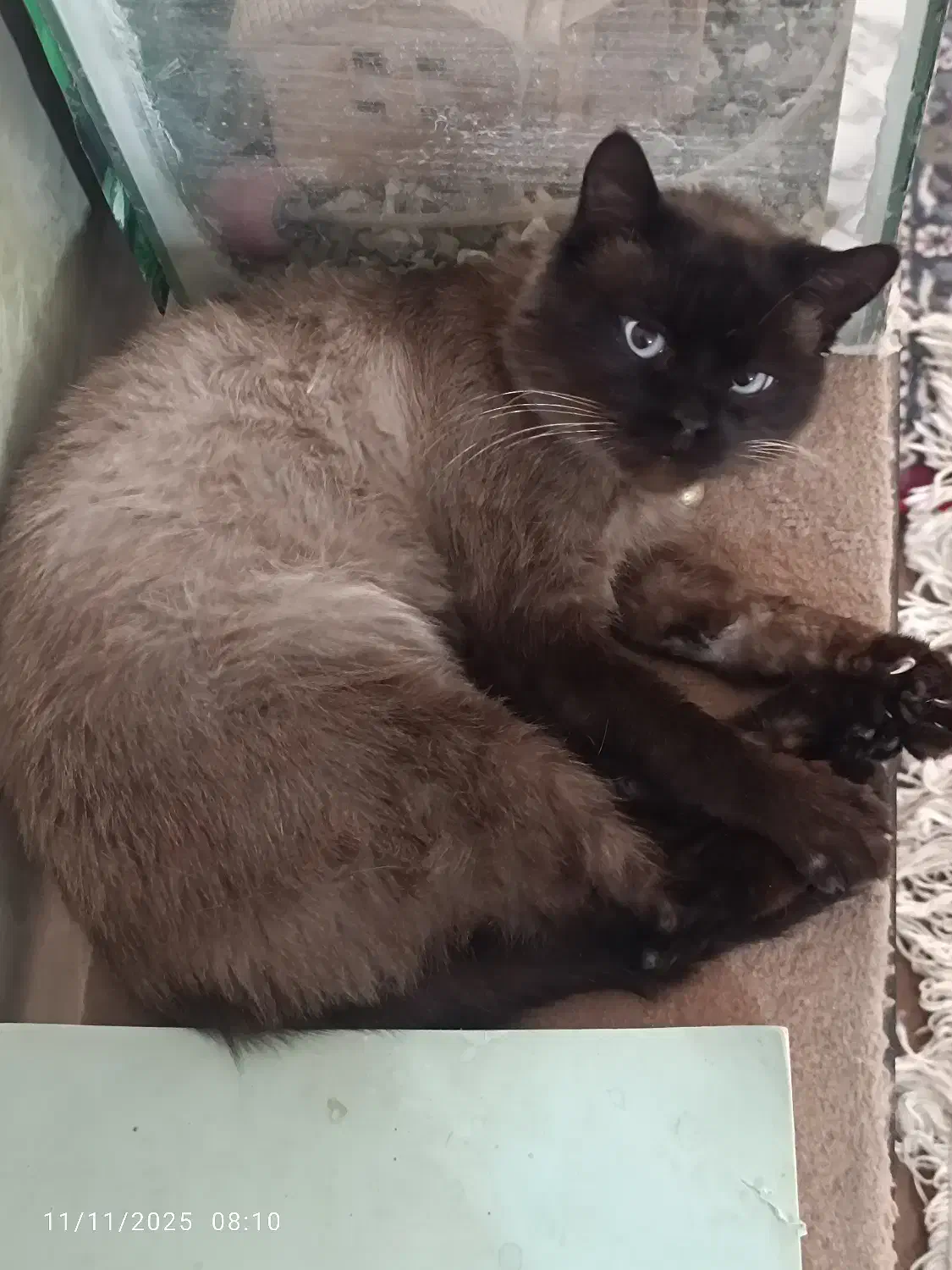 گربه سیامی نر تایلندی|گربه|سبزوار, توحیدشهر|دیوار