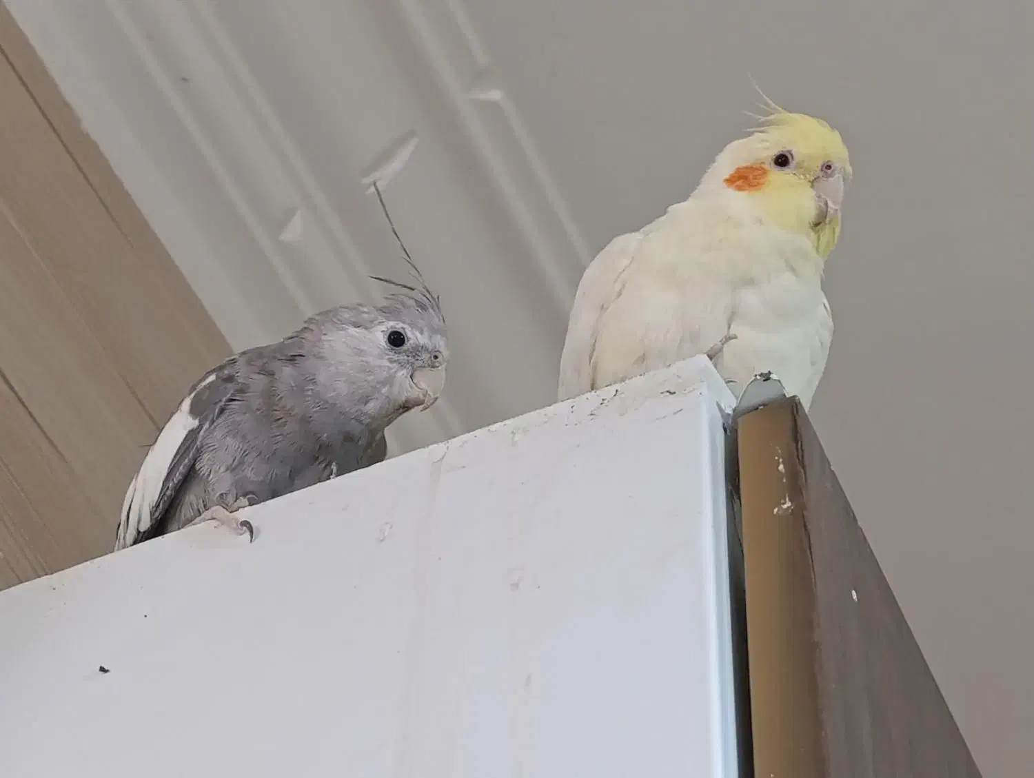 عروس هلندی دستی|پرنده|سپیدان, |دیوار