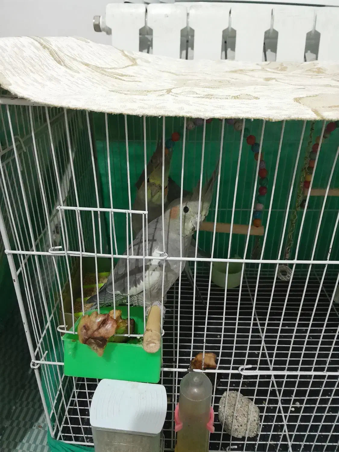 عروس هلندی|پرنده|گلبهار, شهر جدید گلبهار|دیوار