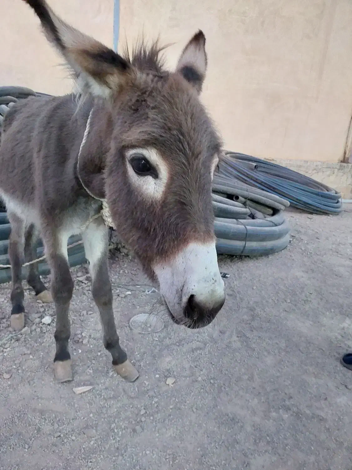 الاغ یا خر یک ساله ماده|حیوانات مزرعه|خاوران, |دیوار