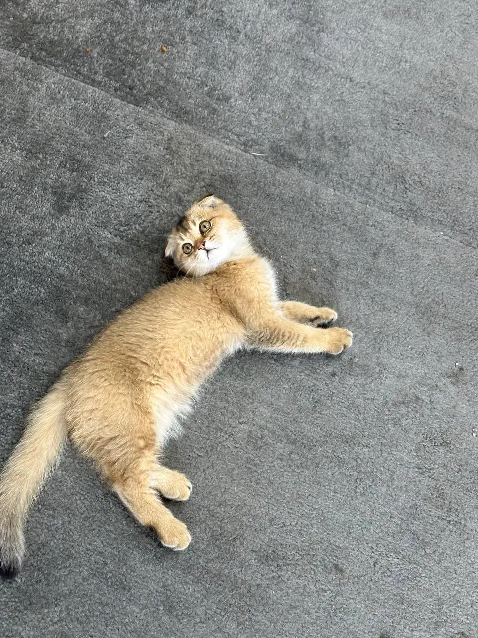 اسکاتیش گلد دبل فولد|گربه|مشهد, ولیعصر (شهرک غرب)|دیوار