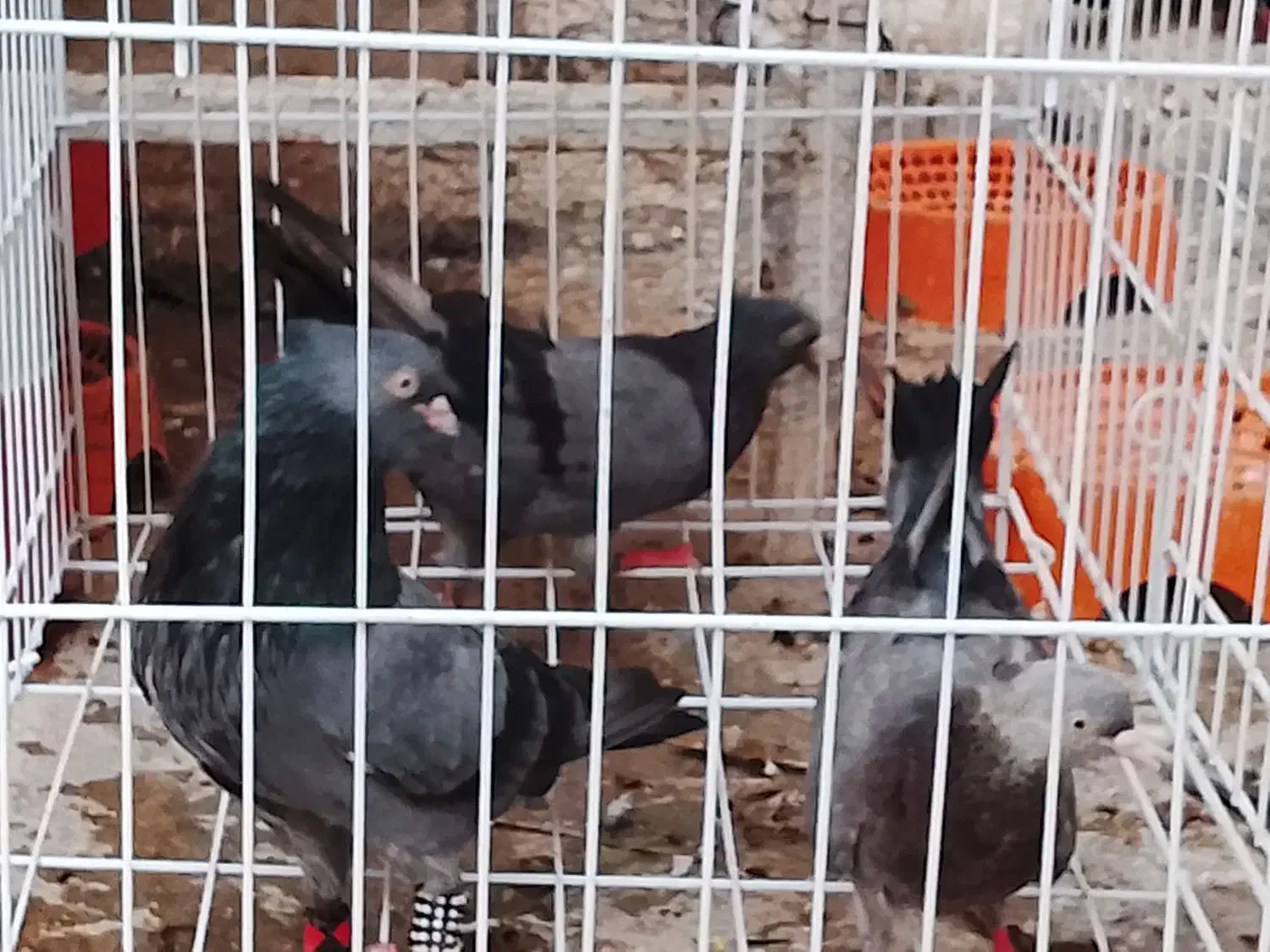 ملاقی|پرنده|خورموج, |دیوار