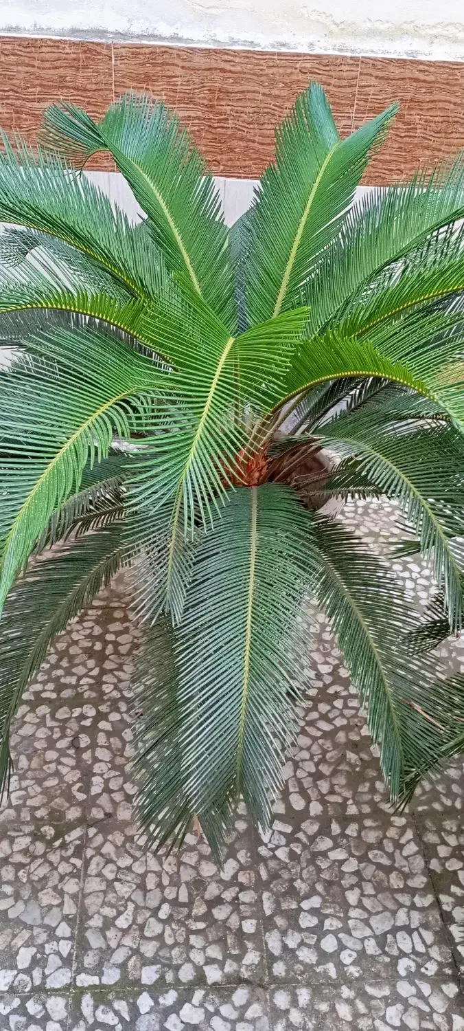 سیکاس و گلهای دیگر|گل و گیاه طبیعی|قائم‌شهر, |دیوار