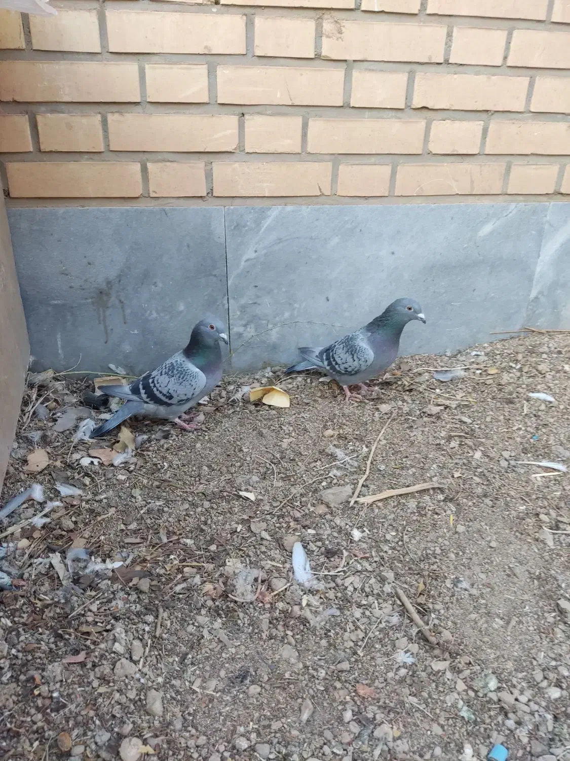 کبوترپلاکی|پرنده|حبیب آباد, |دیوار