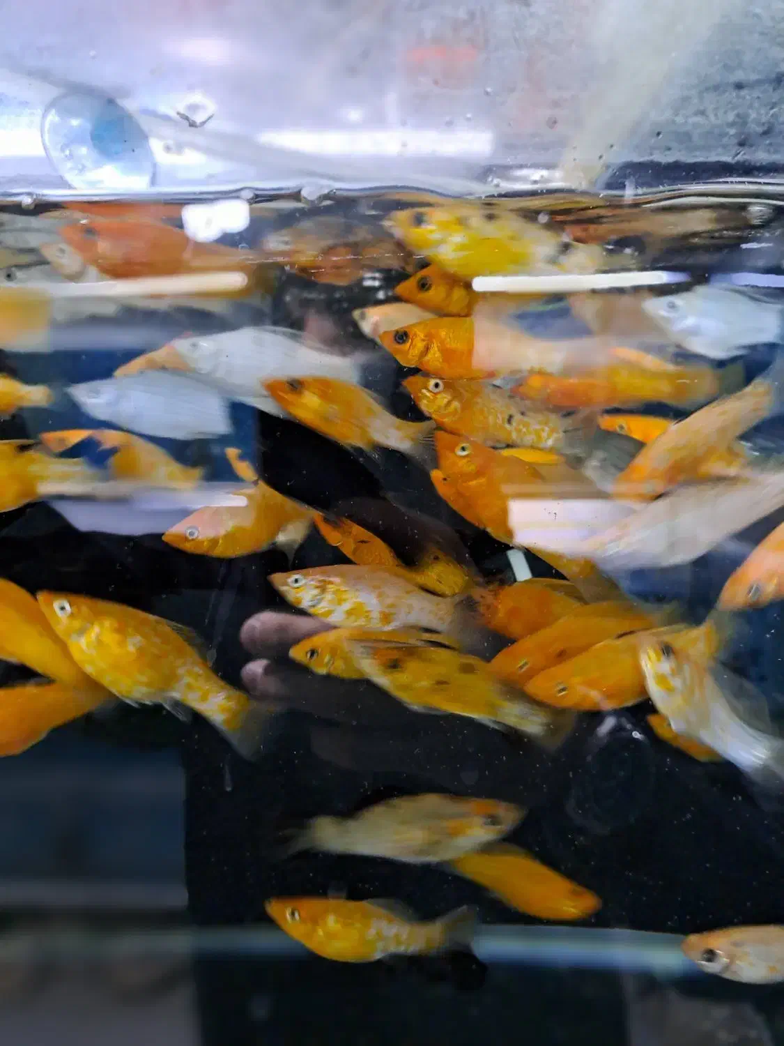 فروش انواع ماهیان اکواریومی|ماهی|کرج, فاز ۳ گوهردشت|دیوار