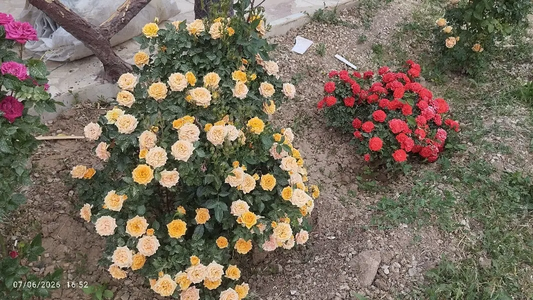 راهنمایی|فعالیت داوطلبانه|تهران, دریا|دیوار
