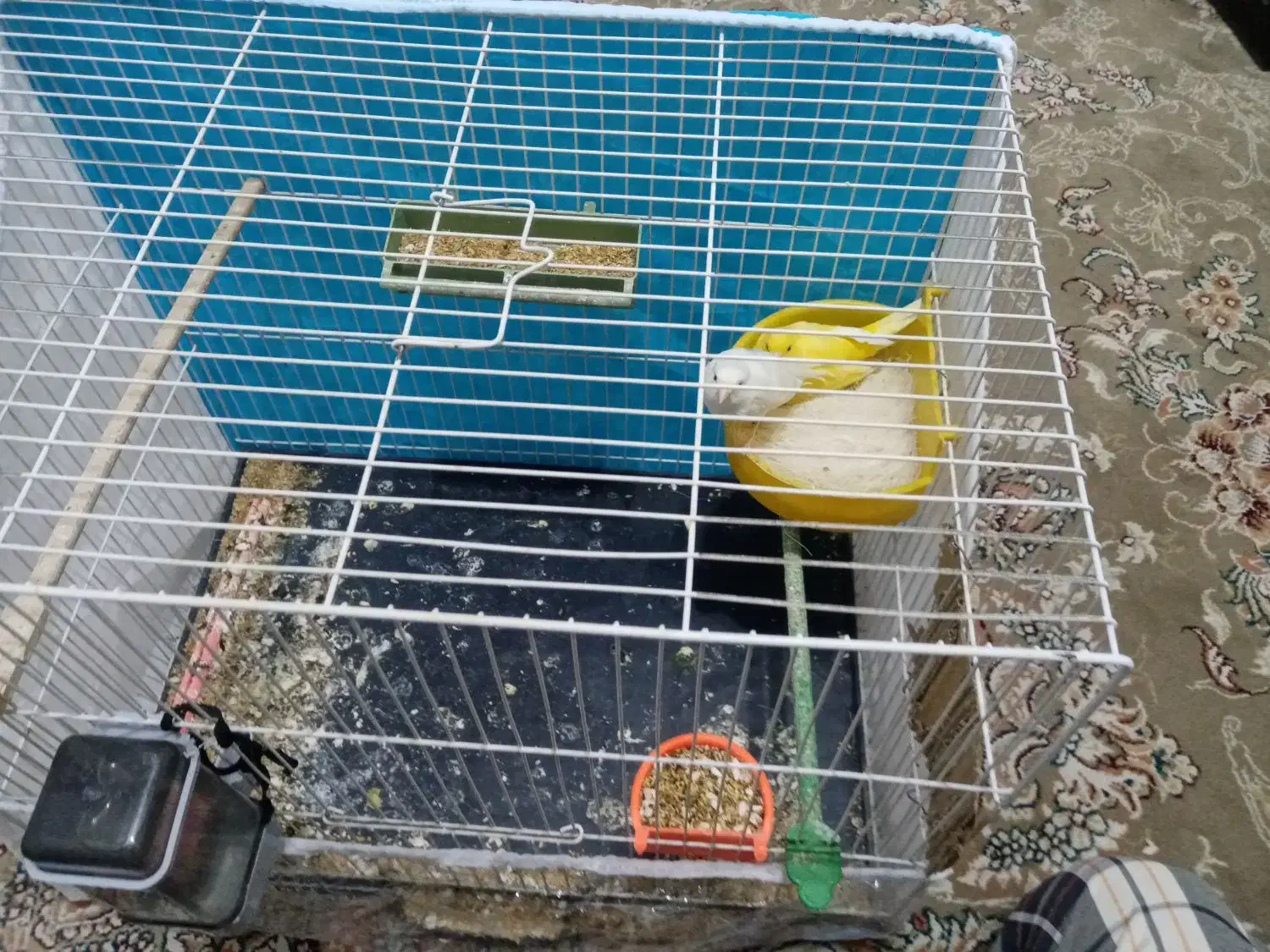 قناری|پرنده|بیرجند, |دیوار