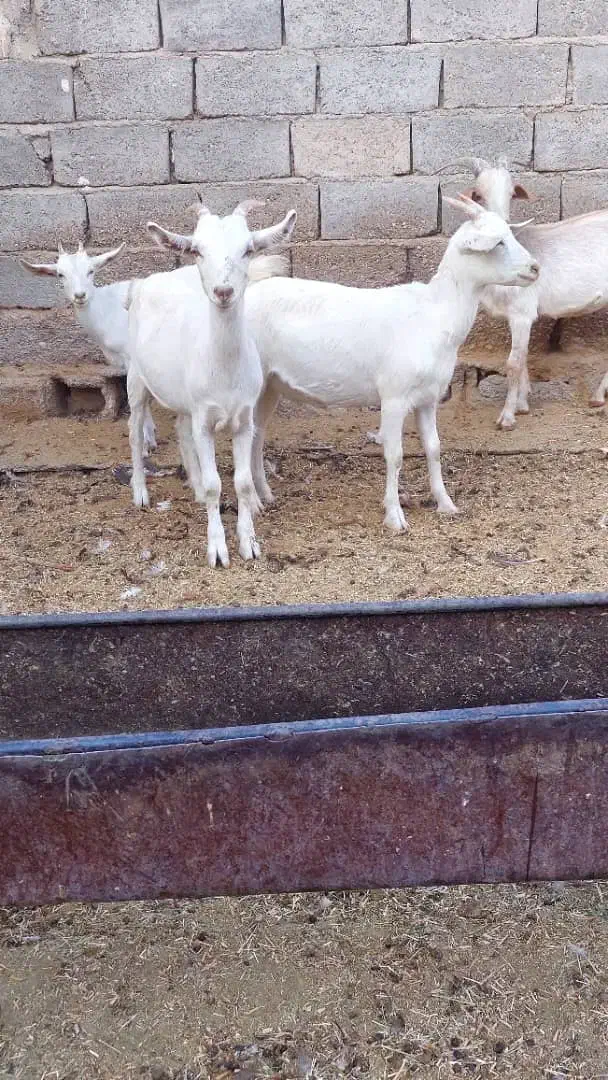 بز کهره سانن|حیوانات مزرعه|جهرم, |دیوار