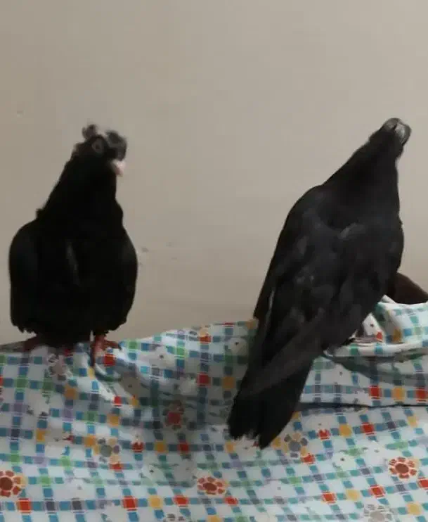 کلاغ اصلی|پرنده|سبزوار, همت|دیوار