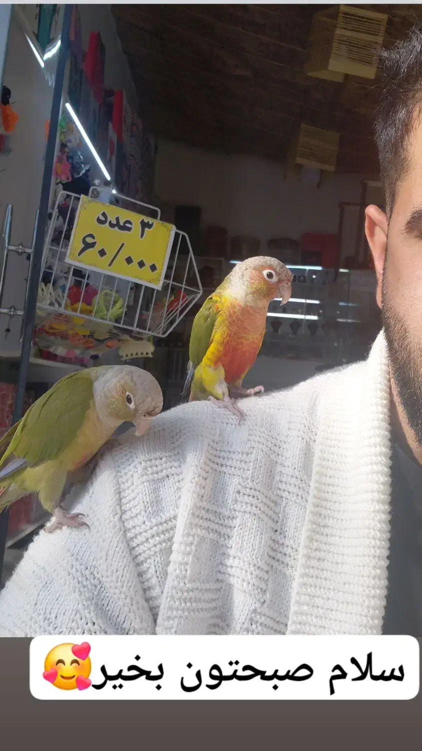 طوطی گیرینچیک گمشده|حیوانات|قم, نخودی|دیوار