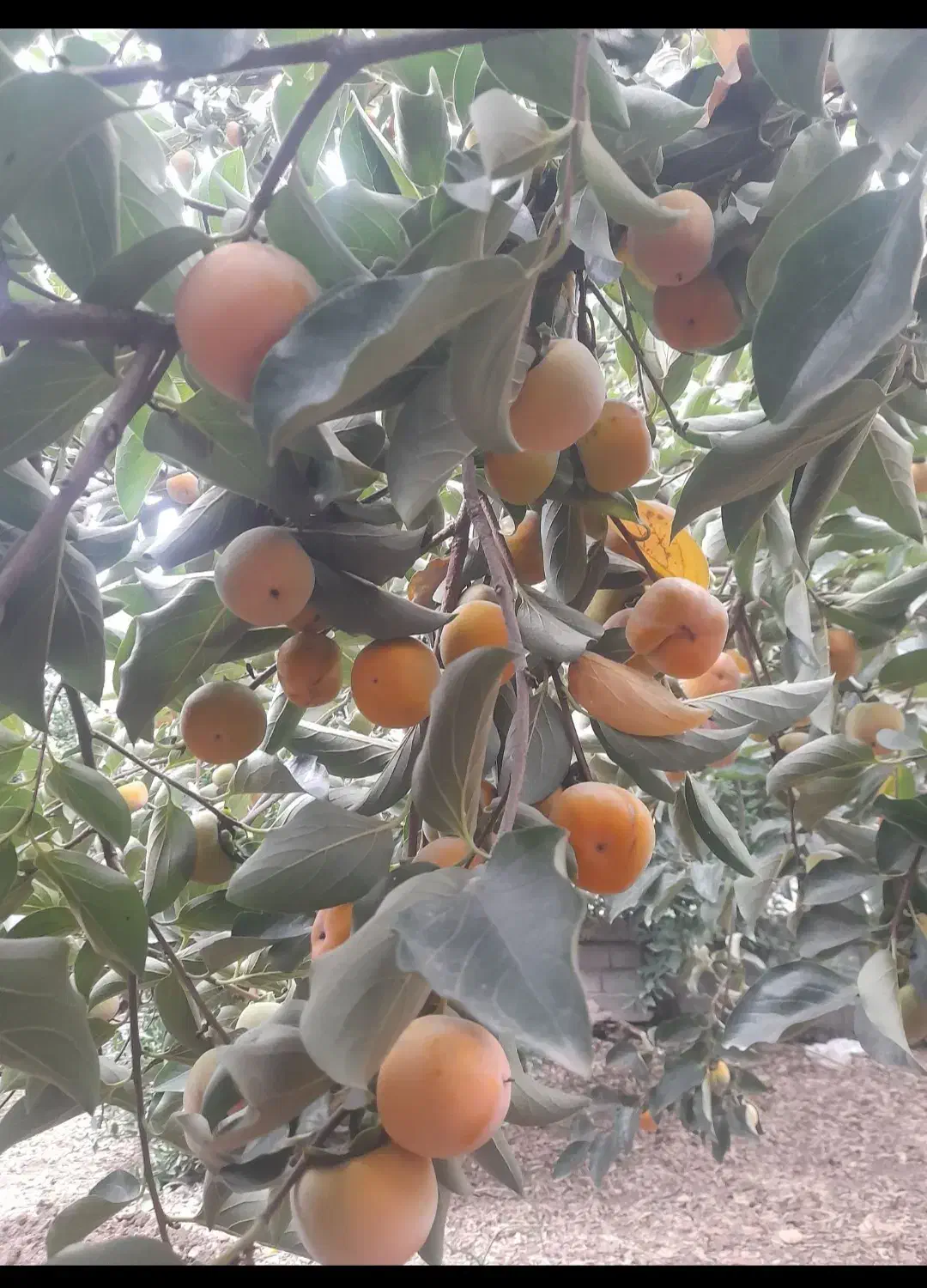 خرمالو گوجه ای مازندران|خوردنی و آشامیدنی|اهواز, بنکداری|دیوار