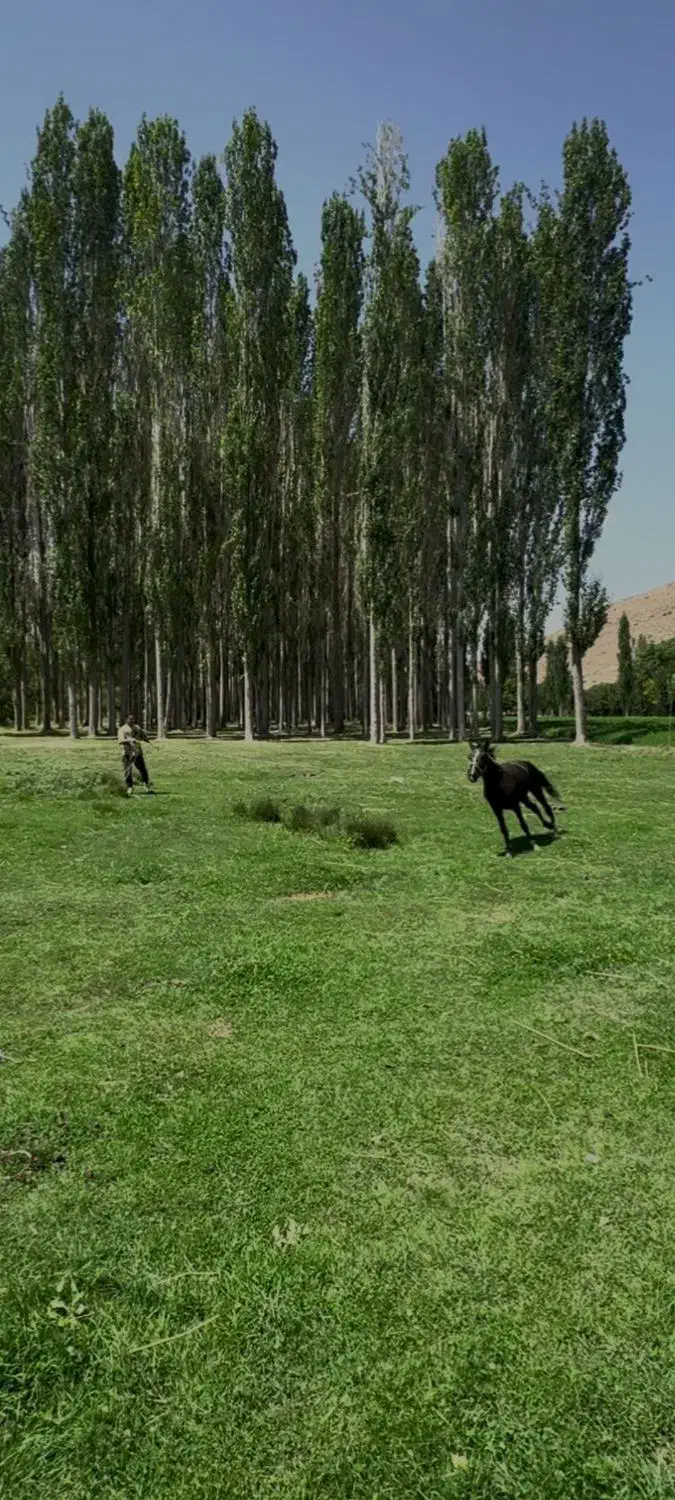 اسب مادیون یورقه|اسب و تجهیزات اسبسواری|قوچان, |دیوار