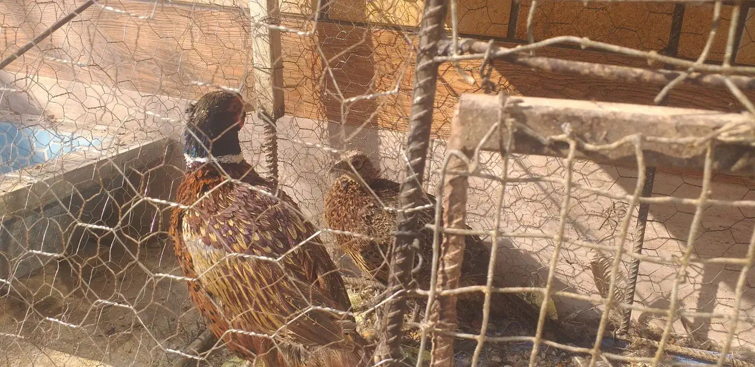 مرغ زینتی|پرنده|ابریشم, |دیوار