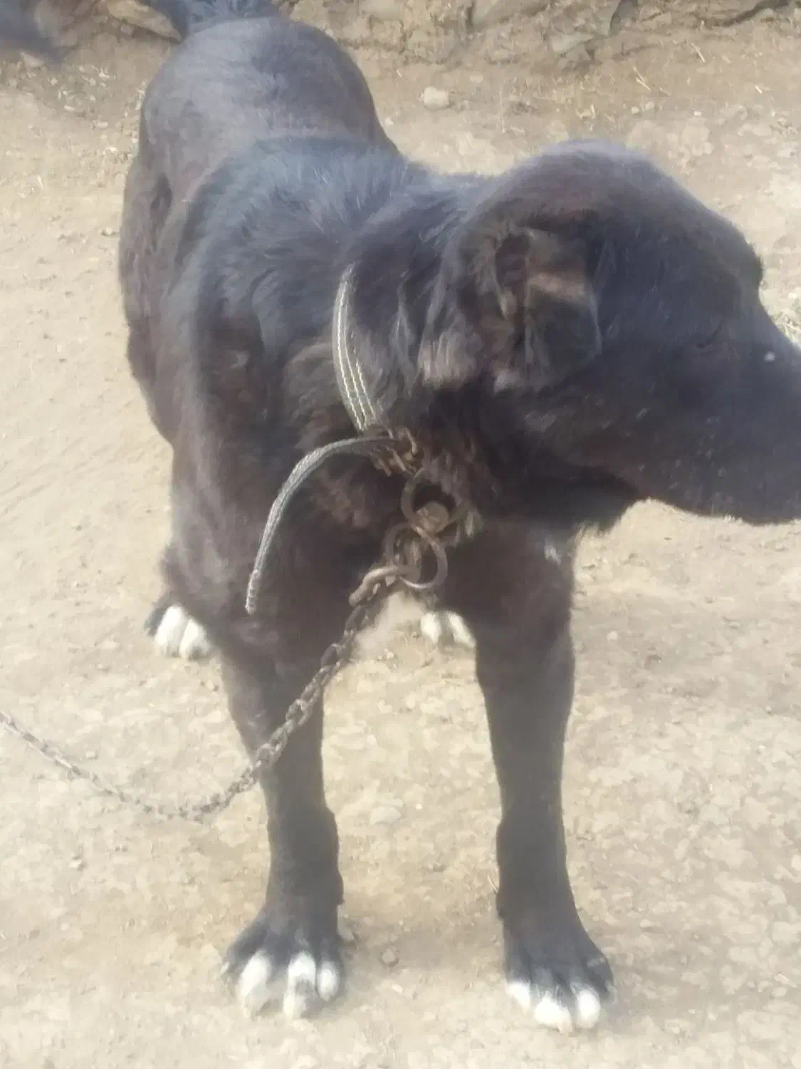 سگ سرابی سه ساله|سگ|انگوت, |دیوار